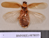Phoetalia pallida (Brunner von Wattenwyl, 1865): Holotype, unsexed, dorsal. BMNH(E)#878055. (Otu).