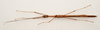 CollectionObject 1934838; 0c2d51a9-a26a-4db0-8a21-8b12e8b8f582: male, ventral view (holotype). Francis Seow-Choen's photos, copyright MZB. (CollectionObject).