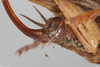 CollectionObject 1505584; bb760328-1585-49fd-9456-29092eb67567: female, lateral view (syntype). (CollectionObject).