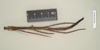 CollectionObject 1557031; NHMUK(SF IMPORT DUPLICATE) 844502, 3559d1fe-ce1a-470e-bdca-1017b3e6e492: copyright Natural History Museum, London. female of synonym Bostra godmani (lectotype). (CollectionObject).