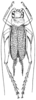 Pachyaphonus bicolor Chopard, 1954: Fig. 29. male, dorsal view (body length including wings 20 mm, pronotum 3 mm, hind femur 9.5 mm). (Otu).