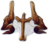 Connective on Alocoelidia fulva Evans, 1954: Alocoelidia fulva, connective and styles, ventrally (CAS). (Observation).