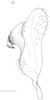 Stylus: !! display not done !! on Cixidia (Cixidia) confinis (Zetterstedt, 1837): (Observation).