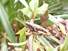 FieldOccurrence 328; 2f4194a2-8959-446b-a2e6-3dd7b2ecc3d2; United Republic of Tanzania: Dodoma
East Chenene forest reserve, 2023/03/23: female. (FieldOccurrence).