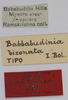 CollectionObject 1535716; ce0d3f32-55ce-4404-bb3c-03871351a658: labels (holotype). (CollectionObject).