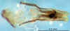 CollectionObject 1505348; 6506ead9-1b83-451d-b782-5f3d25e390c3: phallic complex (holotype). (CollectionObject).