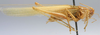 male, lateral view (paratype). Depicts CollectionObject 1596006; f1796cfc-e1f7-435b-bde1-5829dfb5daf9, a CollectionObject.