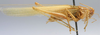 CollectionObject 1596006; f1796cfc-e1f7-435b-bde1-5829dfb5daf9: male, lateral view (paratype). (CollectionObject).