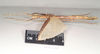 CollectionObject 1563497; NHMUK(SF IMPORT DUPLICATE) 844803, 3f611afb-eec3-4c50-a92f-80e6040aa20b: copyright Natural History Museum, London. female, lateral view (paratype). (CollectionObject).