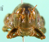 CollectionObject 1502041; b51f416f-6441-48d4-b536-7563dee48256, DORSA BA000651S01: female, frontal view (paratype). (CollectionObject).
