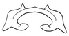 Lithidiopsis carinatus Dirsh, 1956: Fig. 24. epiphallus. (Otu).