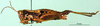 CollectionObject 1502323; 2c220161-4661-4d18-bb6a-f0c8362f867b, DORSA BA000812S04: female, lateral view (syntype). (CollectionObject).