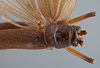 CollectionObject 1527053; 593527e9-da88-474e-8ce1-c70a6aeb1efd: female, dorsal view (holotype). (CollectionObject).