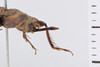 CollectionObject 1506068; c78ab8f7-fb8e-4f1e-8d5b-b48b56b0f9e7: Female, syntype. Chile. (CollectionObject).