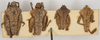 CollectionObject 1577218; 676f0aa4-7f8e-40c3-a92d-0f5366601bb8: males and females, dorsal view. (CollectionObject).