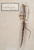 CollectionObject 1557921; 6f6e0c16-9c5f-4351-b57e-698b010705fb: copyright St. Petersburg. female, dorsal view of synonym Gratidia aliena (syntype). (CollectionObject).