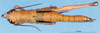 CollectionObject 1577150; 12add713-c0dc-4ea7-8707-a2a08a2376de: female, dorsal view (paratype). (CollectionObject).