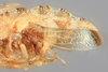 Habitus, lateral view: !! display not done !! on Cyrtolobus frigidus Ball, 1932: (Observation).