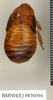 CollectionObject 1573082; b7658fb1-a348-42e5-8dff-2c709f64cf62: Copyright Natural History Museum, London. Non-type (female nymph) in BM(NH). Dorsal view. (CollectionObject).