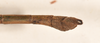 CollectionObject 1559398; 0c1e583d-db6b-441f-b256-6093520e1db6: copyright OUMNH. male: end of abdomen, dorsal view of synonym Lonchodes dispar (holotype). (CollectionObject).