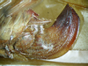 CollectionObject 1532451; d2524127-f9b6-4a2d-97f2-da0caef5e0f6: female, ovipositor (holotype). (CollectionObject).