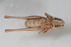 CollectionObject 1475708; 19fbc150-81d7-45ba-a036-b7db7fde2400: Male, #1, dorsal view (syntype). (CollectionObject).