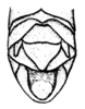 Descampsacris serrulata (Thunberg, 1824): Fig. 42. Male, genital segment (dorsal view). (Otu).
