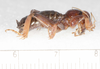 CollectionObject 1591133; 9a482449-ec9a-4023-8976-0673b1583469: male, lateral view (holotype). (CollectionObject).