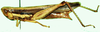 Spathosternum nigrotaeniatum (Stål, 1876): female, lateral view. (Otu).