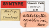 CollectionObject 1587349; MNHN(SF IMPORT DUPLICATE) MNHN-EP-EP3423, d298e382-be21-4e92-9f0f-5a9ea8202cfa: CC BY-NC-ND 4.0/MNHN - Depraetere Marion - 2014. Syntype, female, of cambouini Saussure, 1891. Specimen number: MNHN-EP-EP3423. http://coldb.mnhn.fr/catalognumber/mnhn/ep/ep3423. (CollectionObject).