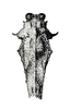 Scelimena discalis (Hancock, 1915): Fig. 70 (after type). male, dorsal view. (Otu).