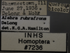 Other: !! display not done !! on Alebra rubrafrons DeLong, 1918: Labels. (Observation).