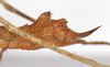 CollectionObject 1560203; dfbbd8a8-bc06-4456-b729-bfed6cc1503f: copyright ZMB, Berlin. female: end of abdomen, lateral view of Promachus lobatipes (syntype). (CollectionObject).;CollectionObject 1560204; ea6c4cc5-cf97-4d39-93e4-7f27dc78540c: copyright ZMB, Berlin. female: end of abdomen, lateral view of Promachus lobatipes (syntype). (CollectionObject).