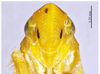 Head on Carinata rufipenna Li & Wang, 1992: (Observation).