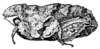 Cladoramus crenulatus Hancock, 1907: Fig. 230 (after holotype). female, lateral view. (Otu).