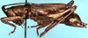 CollectionObject 1522114; a462af9b-f2f3-4086-bc53-4b4b3789dc28: male, lateral view (holotype). (CollectionObject).