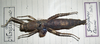 CollectionObject 1558166; 54fadc57-545c-41df-9825-76066ca61219: copyright MNHG, Geneva. female (holotype). (CollectionObject).