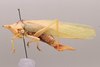 CollectionObject 2189013; ZUFMS ORT00842, 7b4558c4-be7c-40e7-b32a-f4bdaaae6953: Female habitus, lateral view. (CollectionObject).