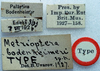 CollectionObject 1517229; c650b075-baf8-4f26-bf2d-03e5f049cabe: labels (holotype). (CollectionObject).