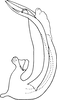 Aedeagus, lateral view on Shamala (Shamala) mikra Dworakowska, 1980: Aedeagus, lateral view. (Observation).