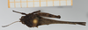 CollectionObject 1580135; c568fedd-d041-4012-81a9-e144a6b64a8e, NHMUK010924544: male (syntype), dorsal view. (CollectionObject).