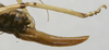 CollectionObject 1587097; 3a806c66-7999-46fd-901b-4da7dda52c15: female ovipositor. (CollectionObject).