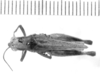 Dichroplus cinereus Bruner, 1900: female, dorsal view (syntype?). (Otu).