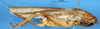 CollectionObject 1507150; 967a1911-d3a4-4536-acca-dcd67c7c1adb: female, lateral view. (CollectionObject).