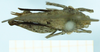 CollectionObject 1500871; 11def069-6669-4611-8caa-98a04d7053e0, MfN 6561: female (holotype), dorsal view. (CollectionObject).