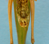 CollectionObject 1542924; e0c6e038-cb01-4d16-ba3e-236bf04458dd: male, apex of the abdomen ventral view (holotype). (CollectionObject).