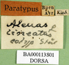 CollectionObject 1501946; eb4d9a75-373d-48ce-9da8-20007c7ada09: labels (syntype). (CollectionObject).