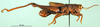 CollectionObject 1501532; c51b7534-0115-4b9e-93ca-c6855898267e, DORSA BA000163S01: male, lateral view (holotype). (CollectionObject).