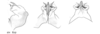 Melanoplus aix Otte, 2012: male genitalia. (Otu).