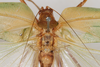 CollectionObject 1505875; f5f0bdb1-f77b-4cc5-8c36-d8d7c727e2a1: male, dorsal view (syntype). (CollectionObject).